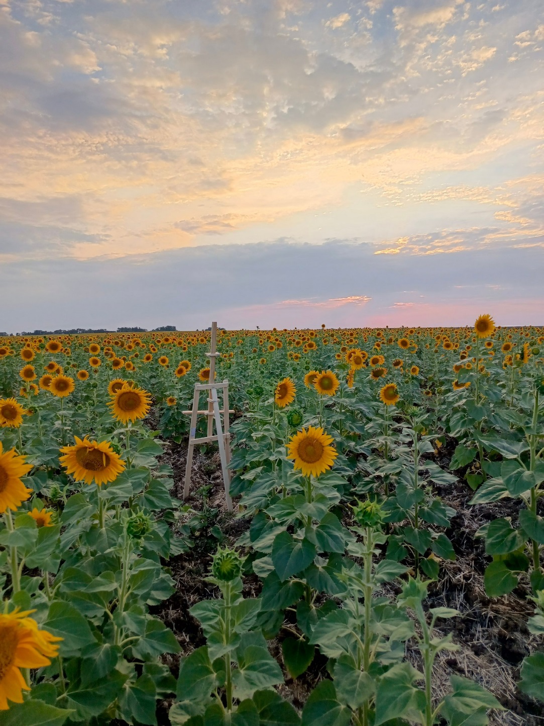 🌻 Фотосессия «Поля родного края» 🌻