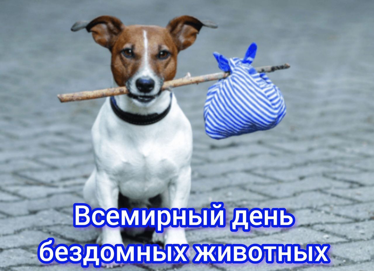 🐈 Добро для каждого хвостика 🐕